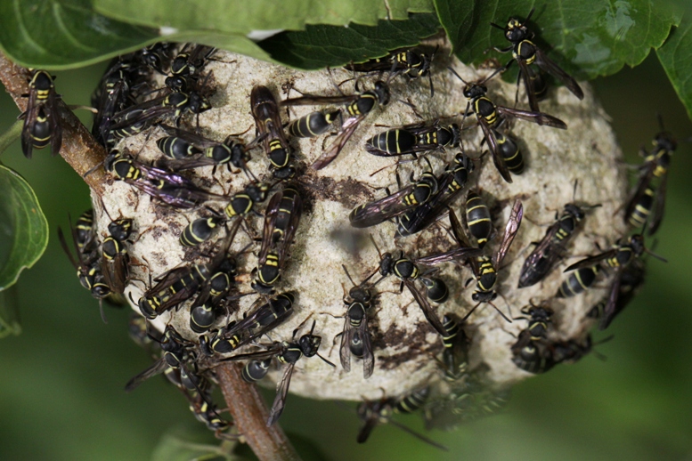 wasps